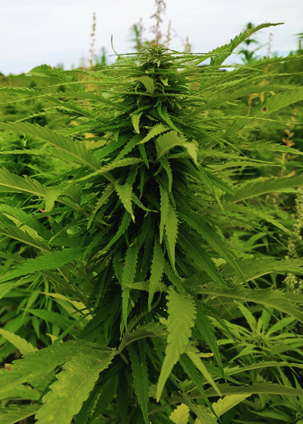 die-hanflinge-cbd-hanfbl-ten-estica-3-cbd-mildes-aroma image 2