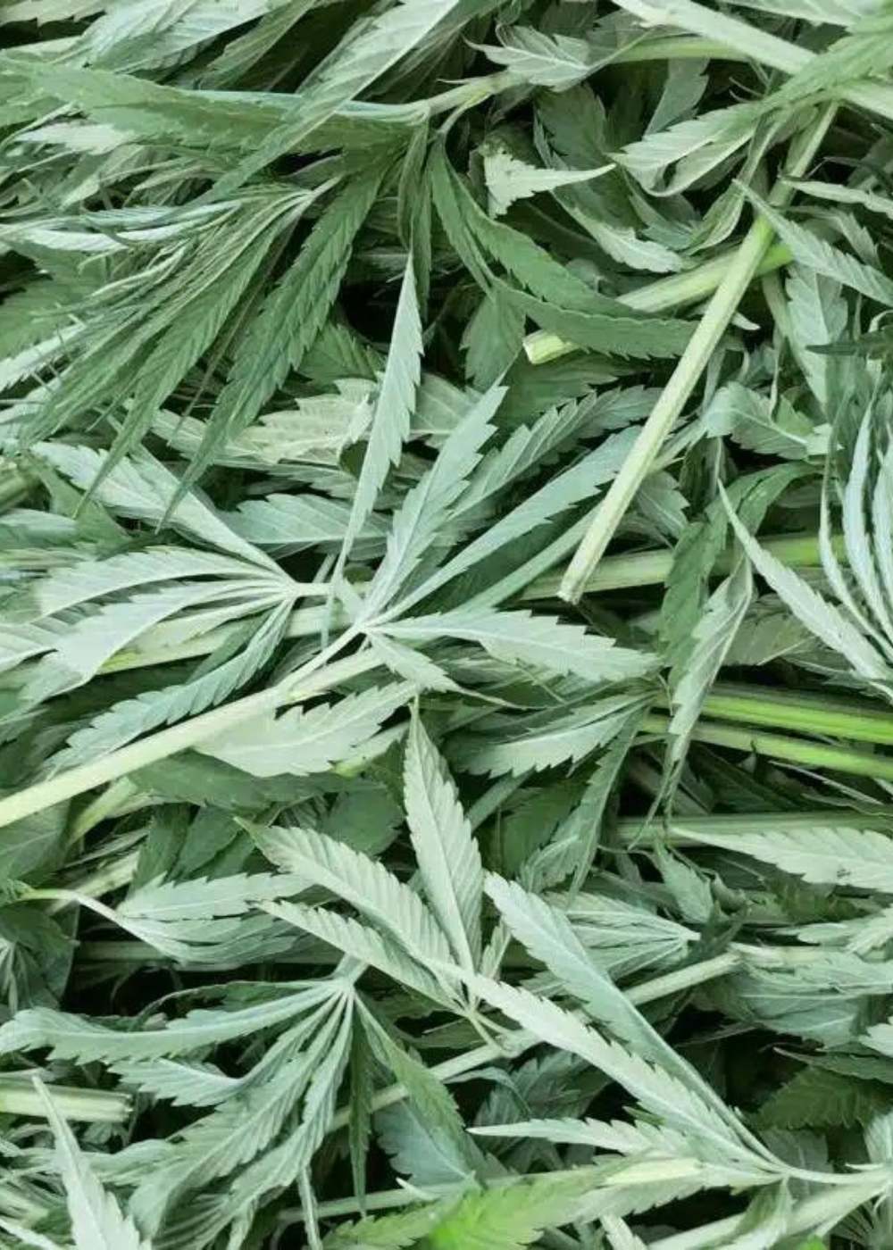 die-hanflinge-bio-hanfbl-tter-tee-1-cbd image 7